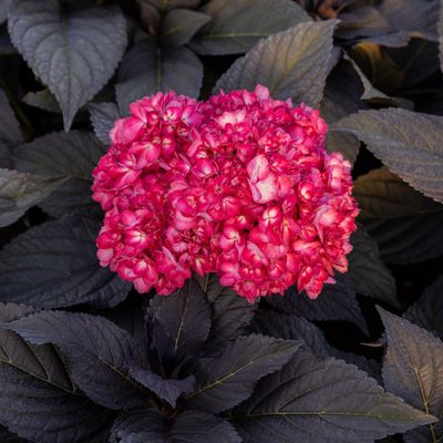 HORTENSIA MACROPHYLLA &#39;ECLIPS&#39; - P12