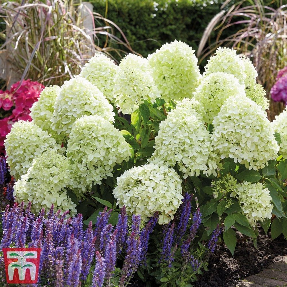 HORTENSIA PANICULATA &#39;LITTILE SPOOKY&#39; P17