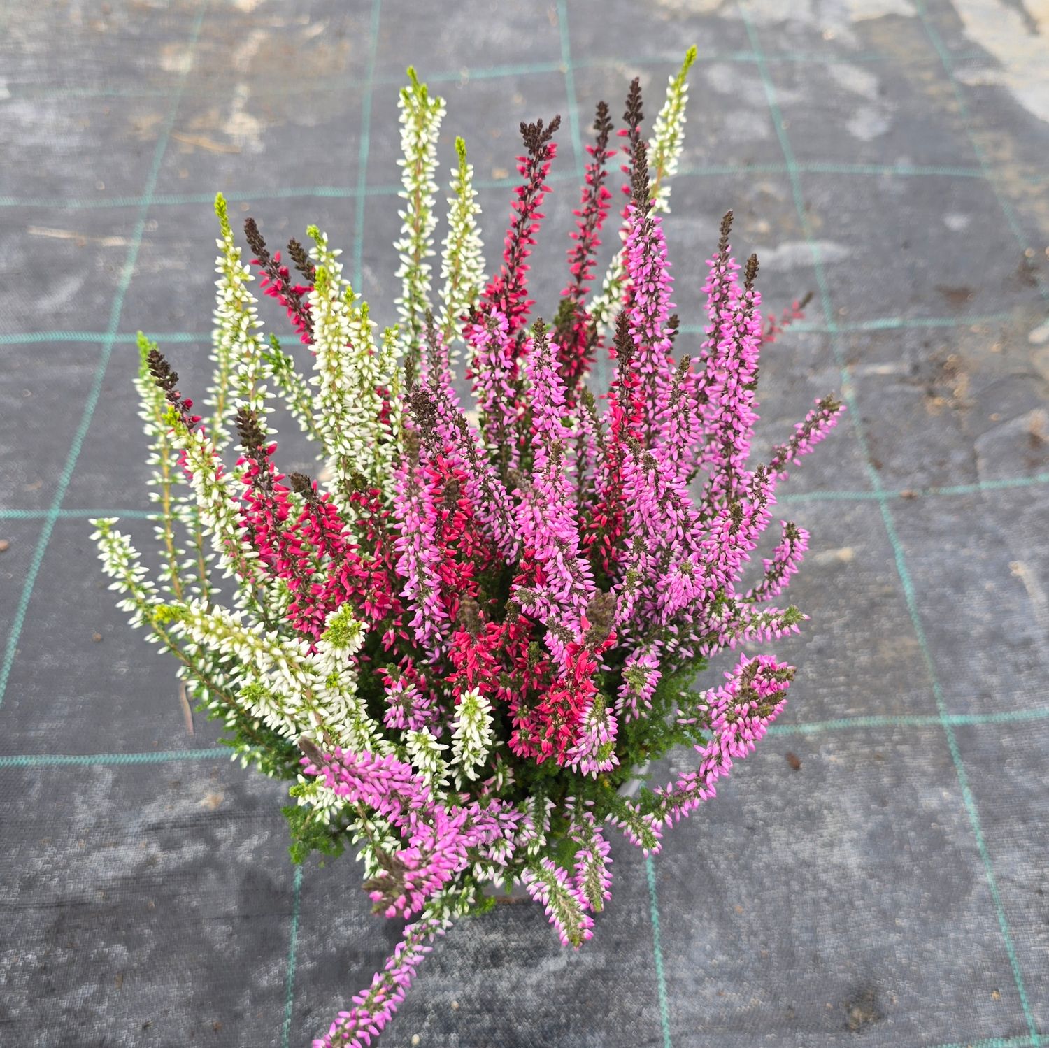 Calluna vulgaris Trio Ø12 cm