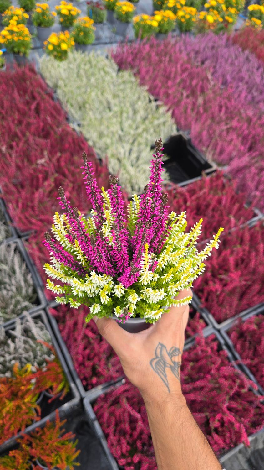 Calluna Vulgaris Color Crown Ø12 cm