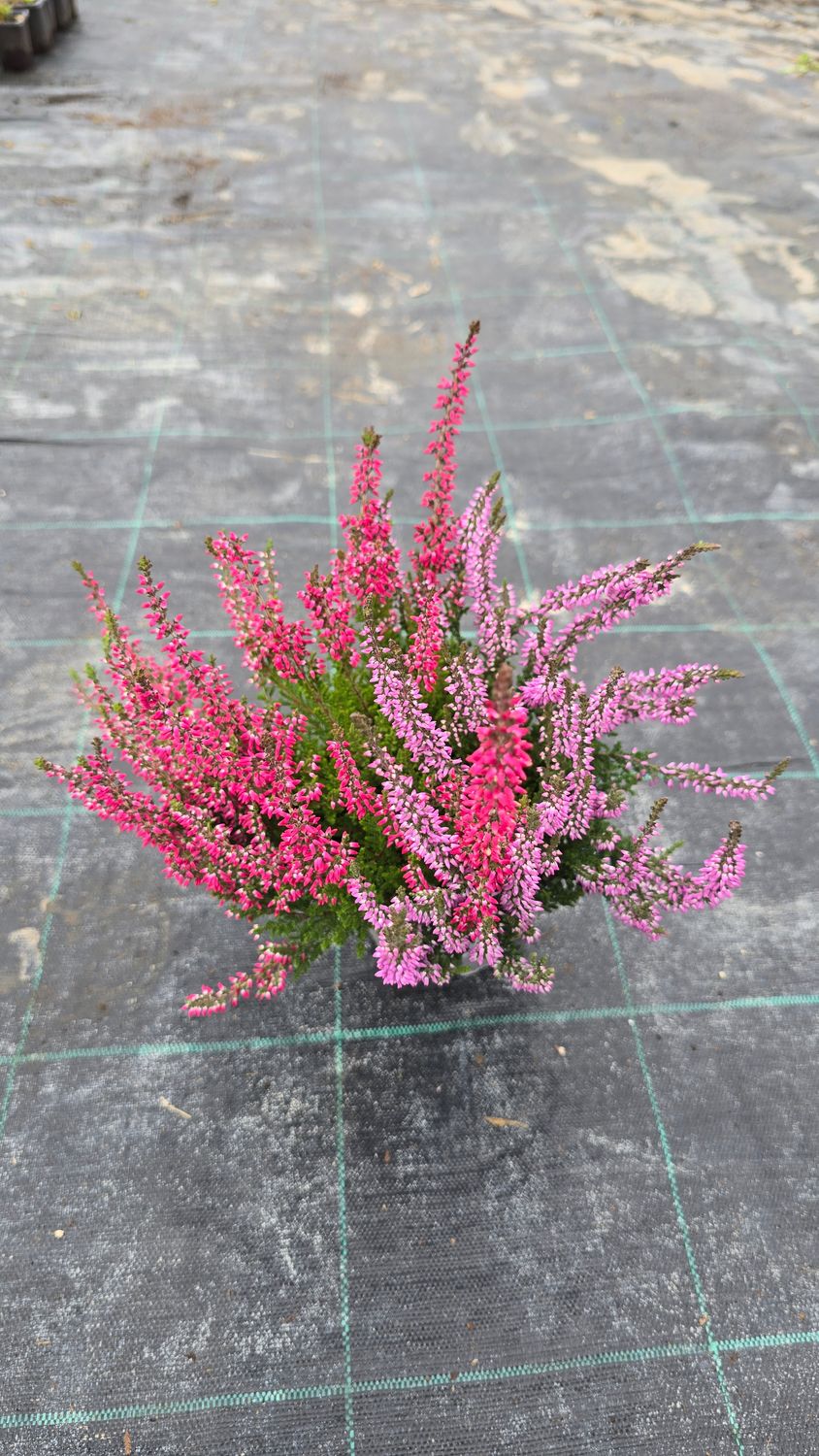 Calluna vulgaris Duo Ø12 cm
