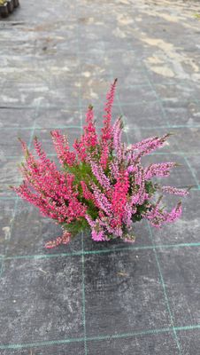 Calluna vulgaris Duo Ø12 cm