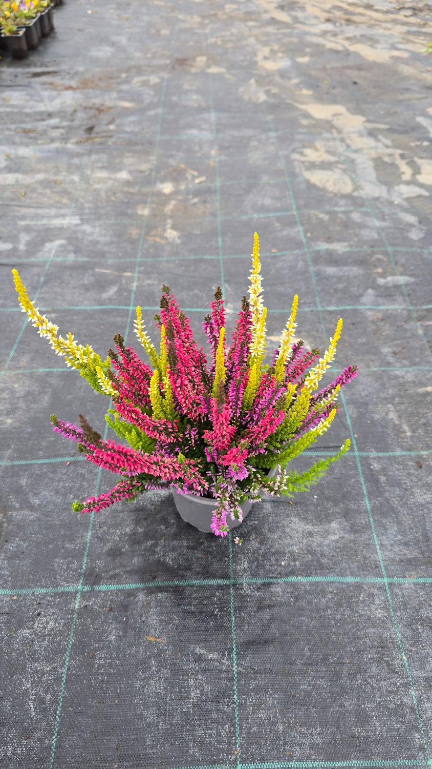 Calluna vulgaris Trio Milca Ø12 cm