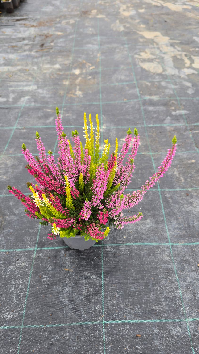 Calluna vulgaris Trio Melody Ø12 cm