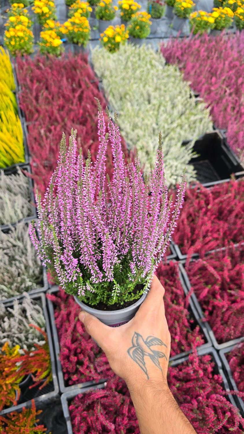 Calluna Vulgaris Pink Bettina Ø12