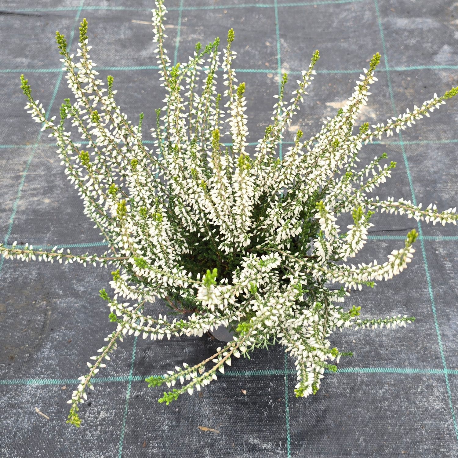 Calluna vulgaris Bettina Ø12 cm
