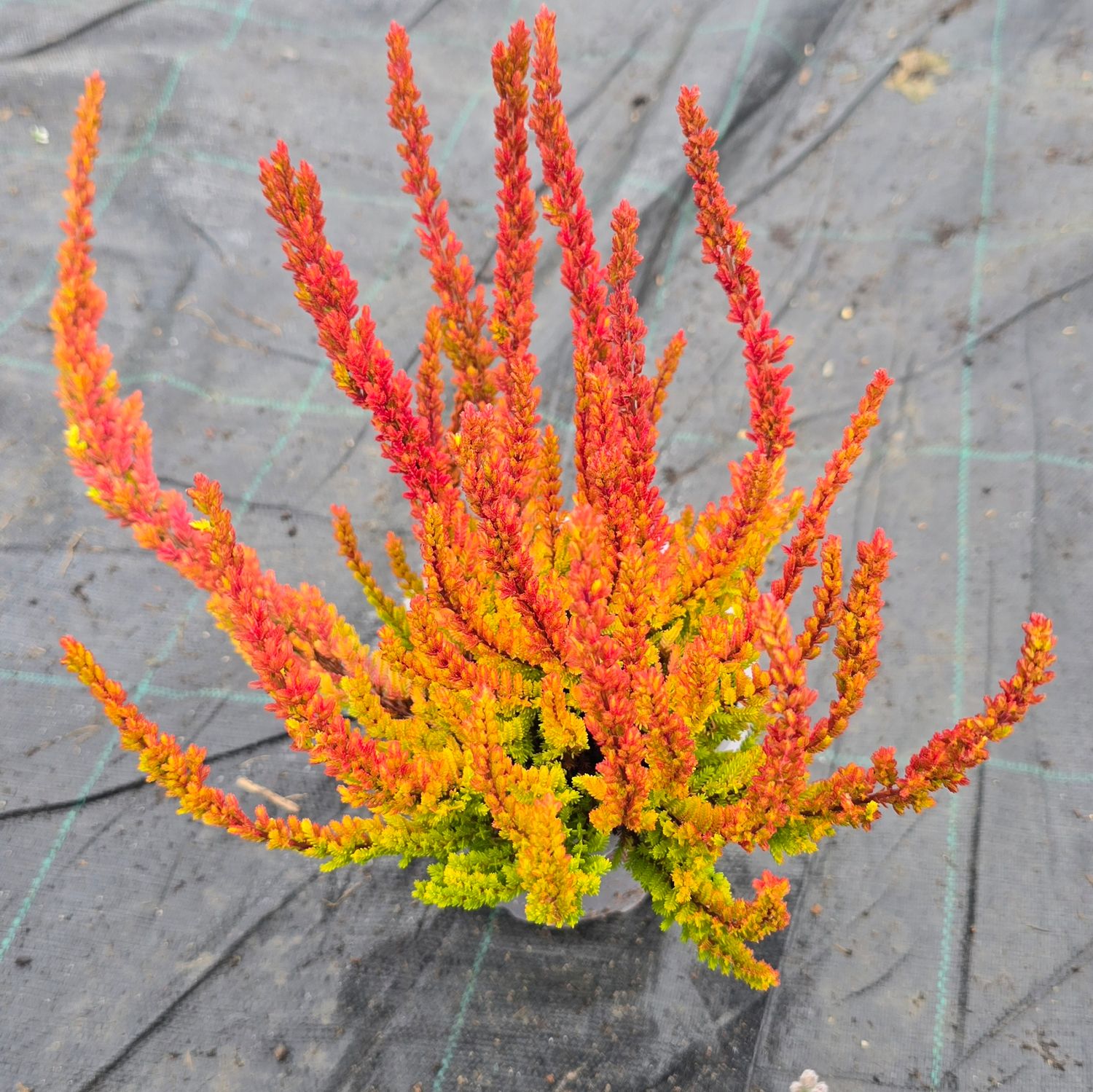 Calluna vulgaris Zoe Ø11 cm