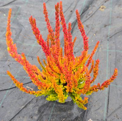 Calluna vulgaris Zoe Ø11 cm