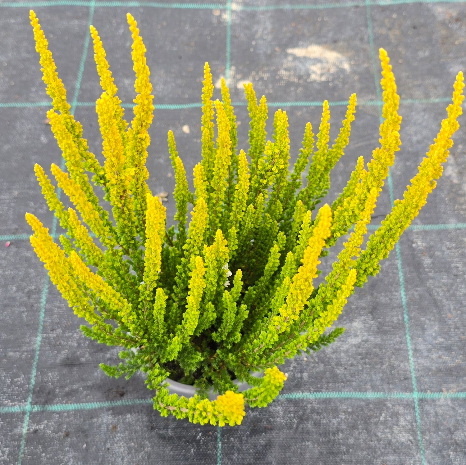Calluna vulgaris Zelda Ø11 cm