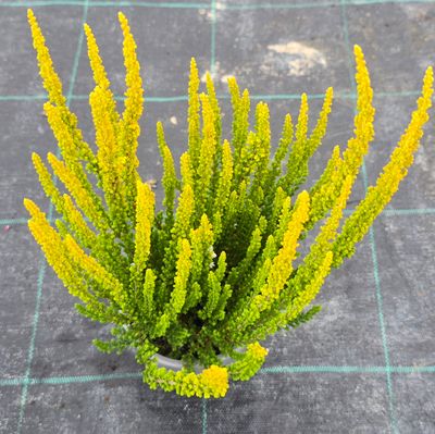 Calluna vulgaris Zelda Ø11 cm
