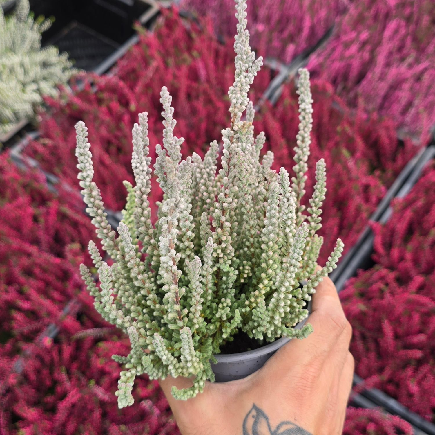 Calluna vulgaris Zilly Ø11 cm