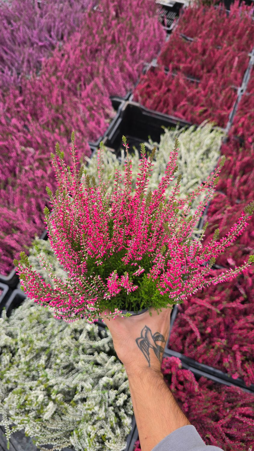 Calluna vulgaris Danny Ø12 cm