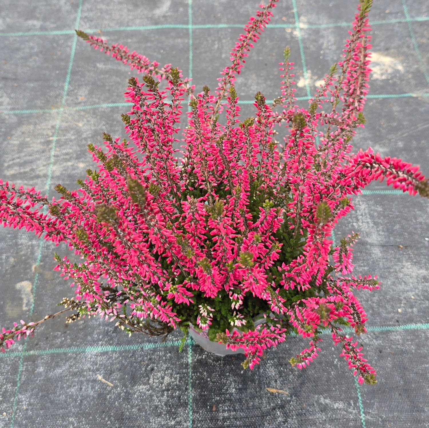 Calluna vulgaris Franca Ø12 cm
