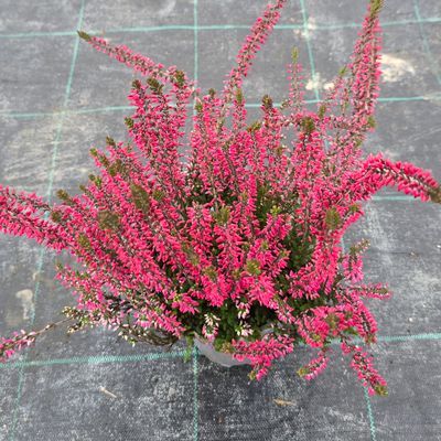 Calluna vulgaris Franca Ø12 cm