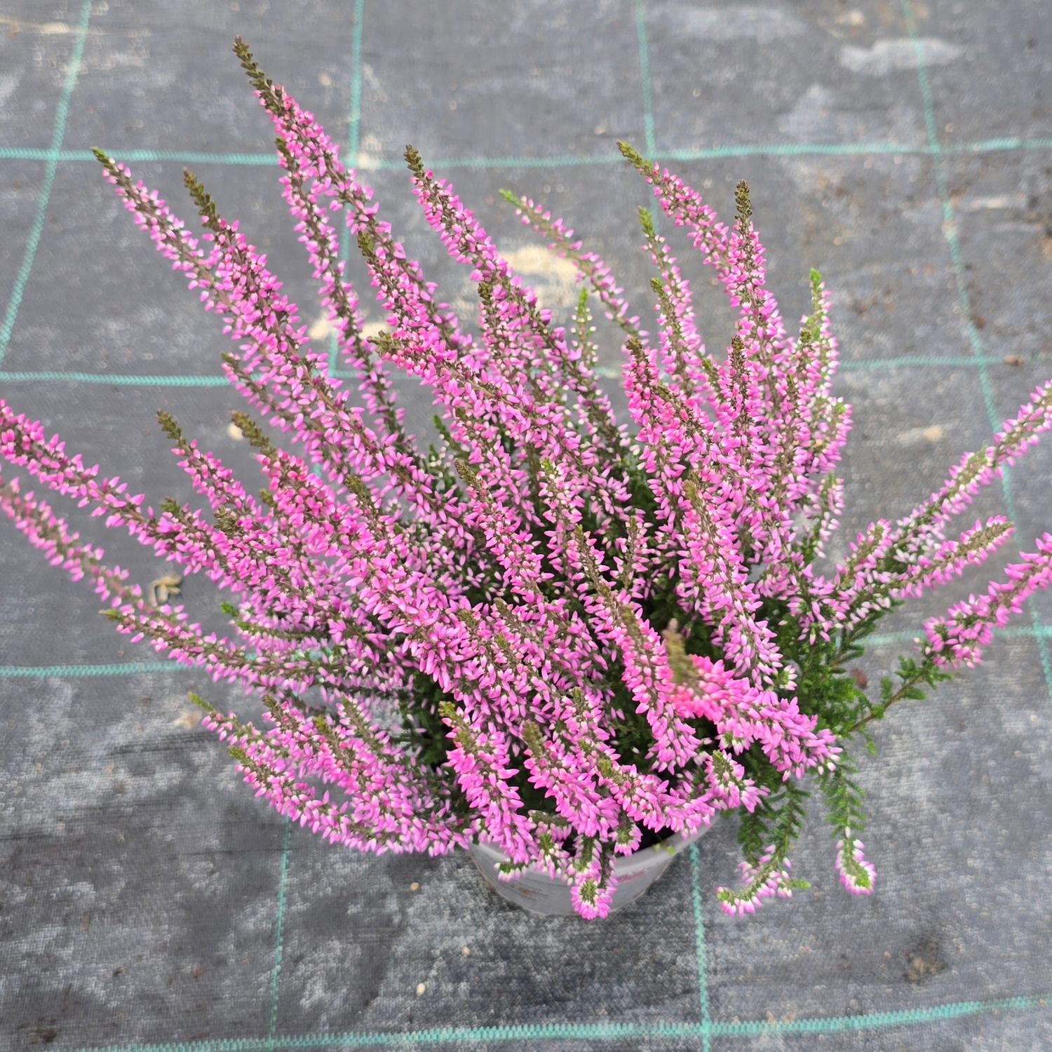 Calluna vulgaris Hilda Ø12
