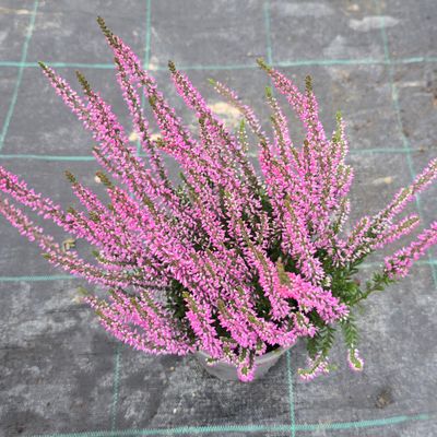Calluna vulgaris Hilda Ø12