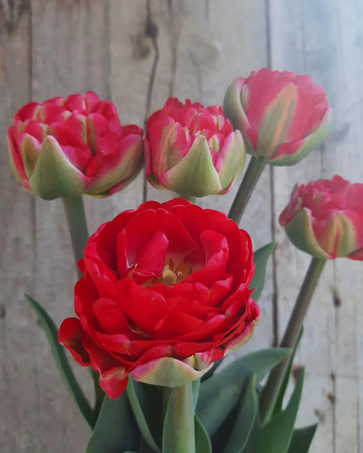 Lalele Tip Trandafir - Pachet 100 bulbi