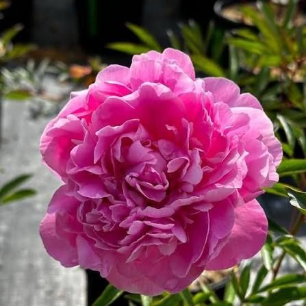 Bujor Alexander Fleming - 3/5 N