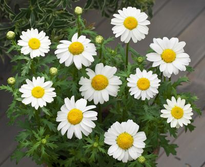 Margaretă pitica - plic 1000 semințe