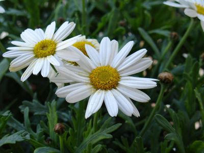 Margarete Perene - plic 10 grame