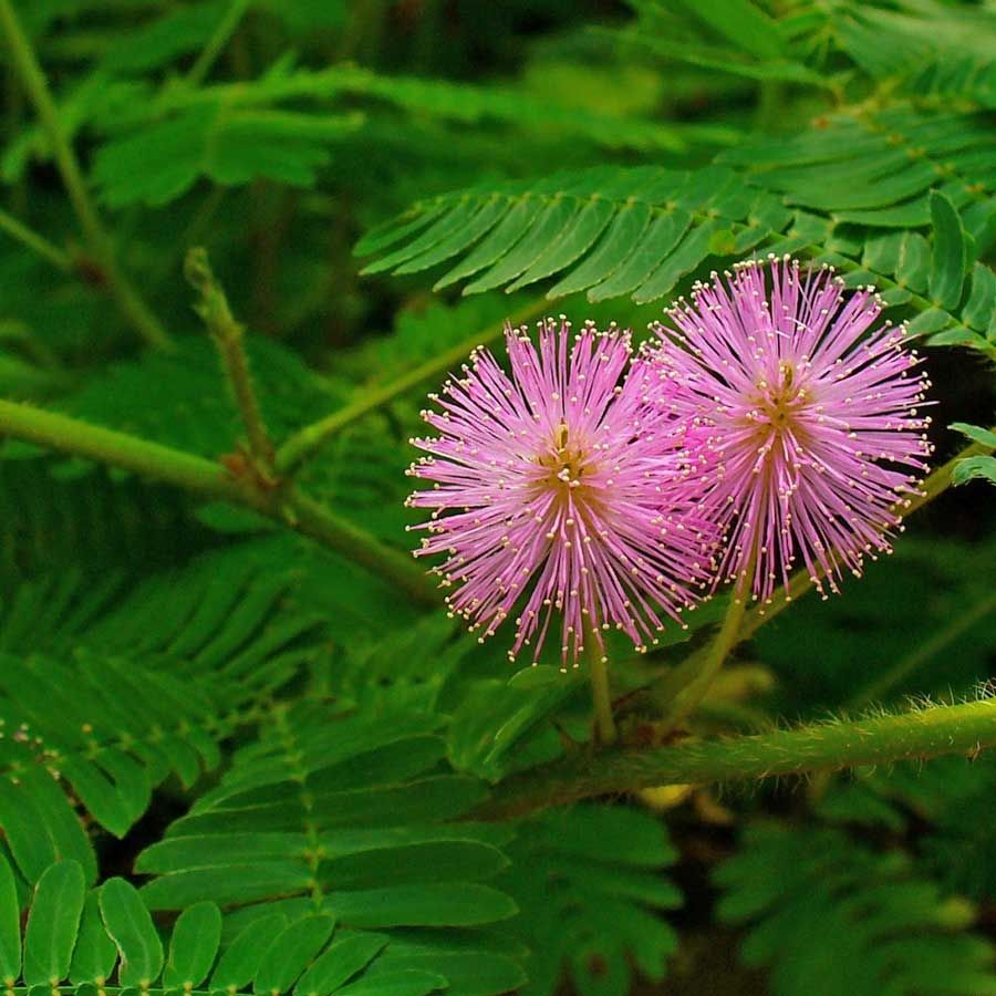 Mimoza sensitive - plic 10 grame