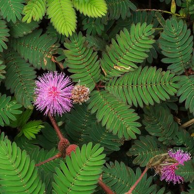 Mimoza sensitive - plic 10 grame