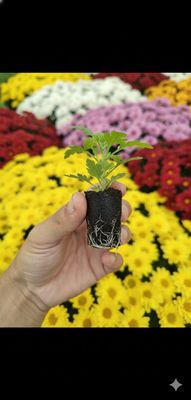 BUTAȘI DE CRIZANTEME