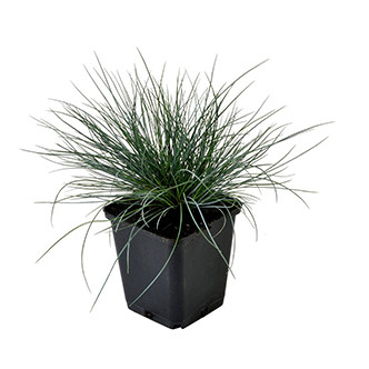 PLANTE IN GHIVECI