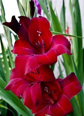 GLADIOLE