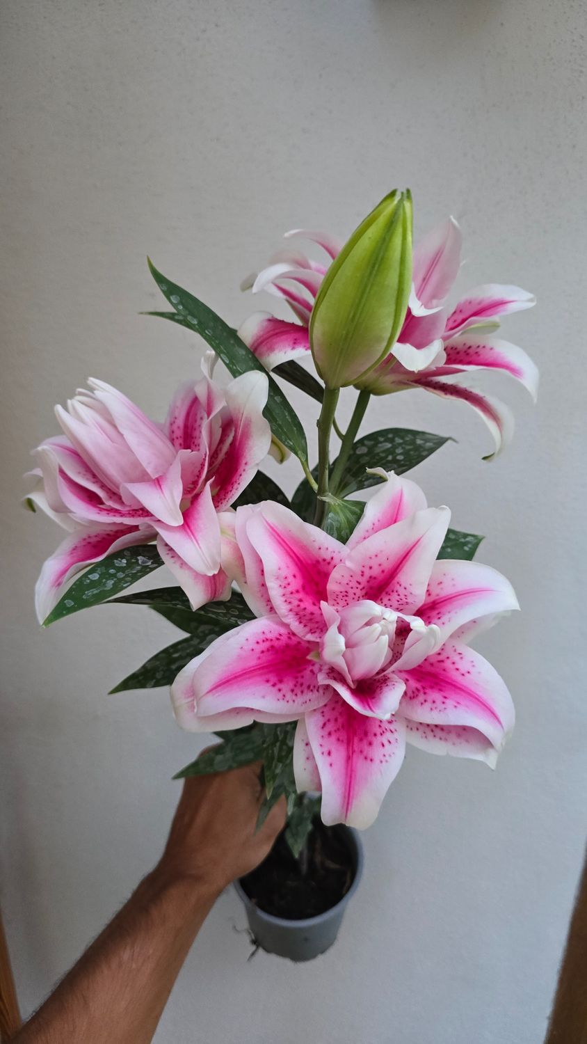 CRIN REGAL - ROSELILY NOWA - Pachet 2 bulbi