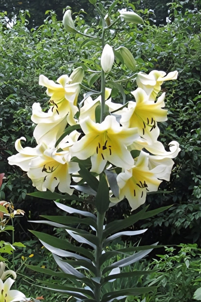 CRIN TIP COPAC - CONCA D'OR - Pachet 2 bulbi