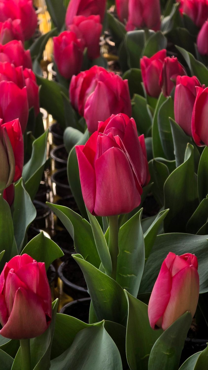 Lalele pentru ghiveci - Roșii - lada 500 buc