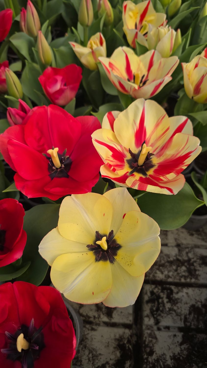 Lalele pentru ghiveci - MIX 3 soiuri - 600 bulbi 