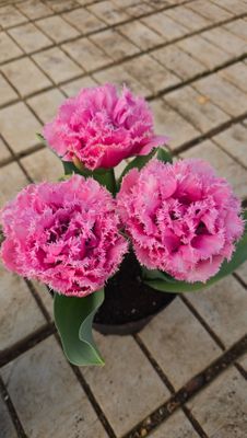 Lalele Tip Bujor pentru ghiveci - Roz