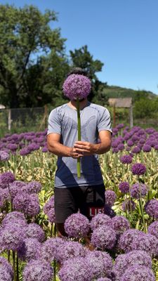 Allium GLOBEMASTER - 1 bulb mare 