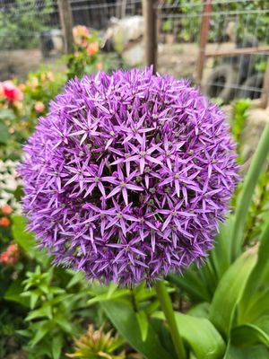 Allium GLOBEMASTER - 1 bulb mare 
