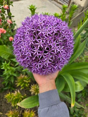 Allium GLOBEMASTER - 1 bulb mare 