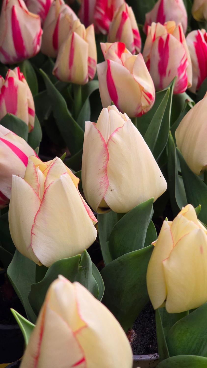 Lalele pentru ghiveci - Bicolore Sunrise - lada 500 buc