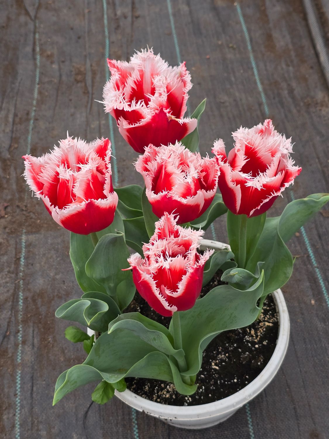 Lalele New Santa - Pachet 50 bulbi