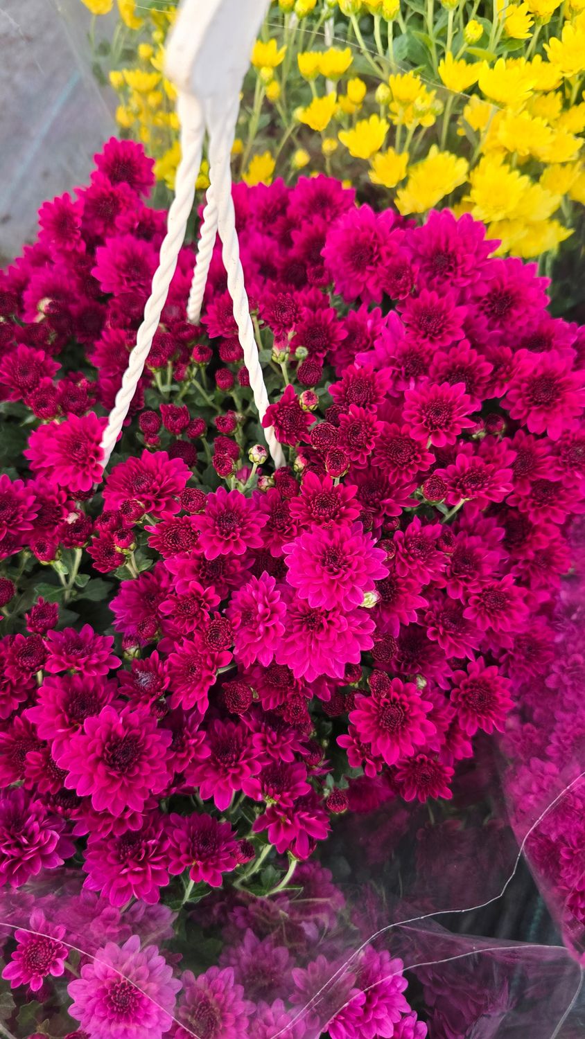 CRIZANTEMA SKYFALL MAUVE - T102