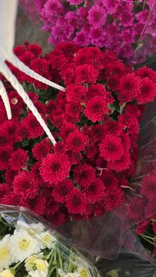 CRIZANTEMA SKYFALL RED - T102