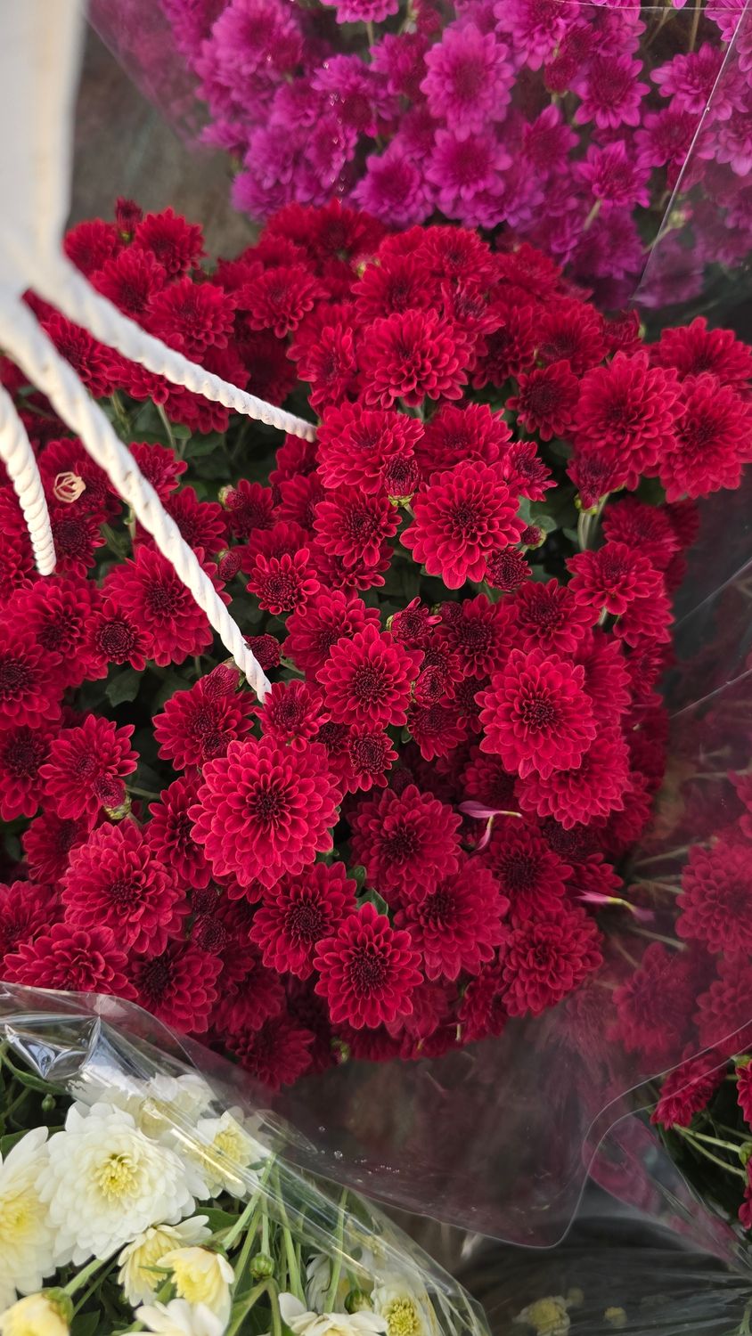 CRIZANTEMA SKYFALL RED - T102