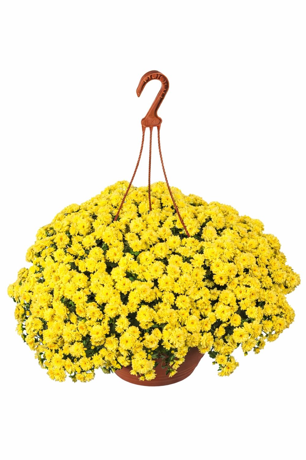 CRIZANTEMA SKYFALL YELLOW - T102