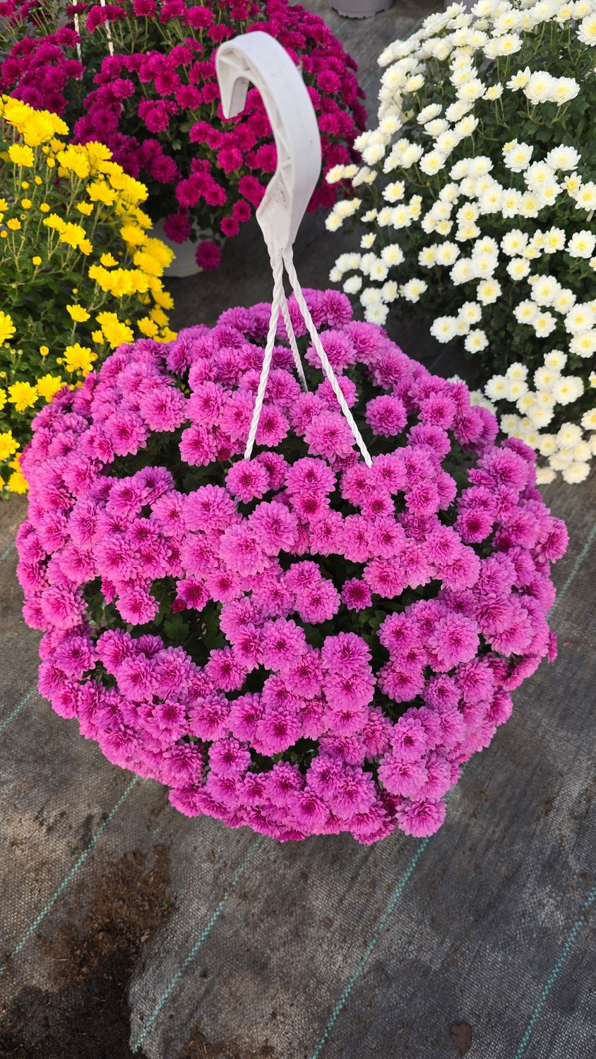 CRIZANTEMA SKYFALL PINK - T102