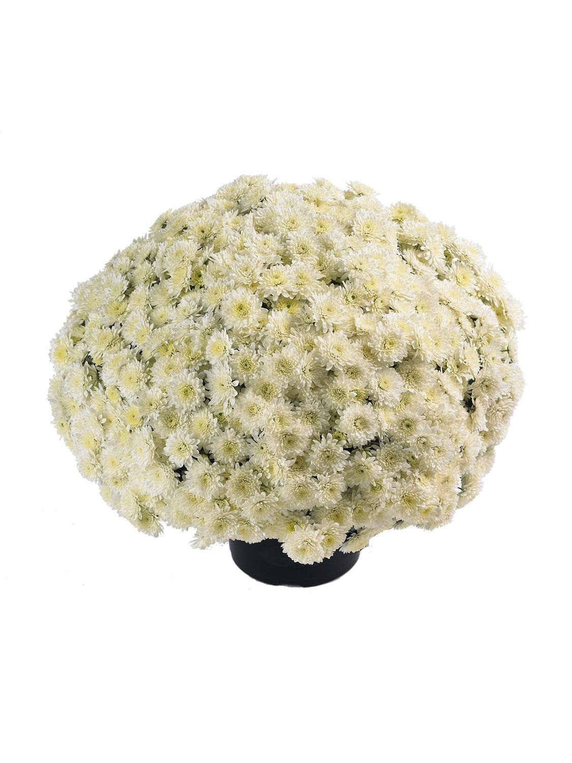 CRIZANTEMA AVALON WHITE - T102