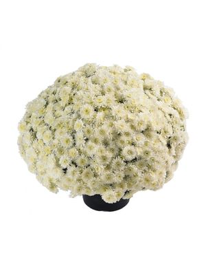 CRIZANTEMA AVALON WHITE - T102