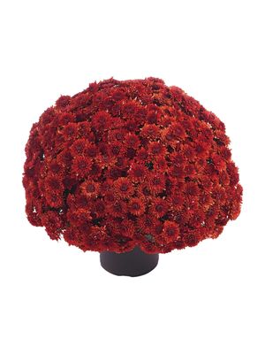 CRIZANTEMA AVALON RED - T102