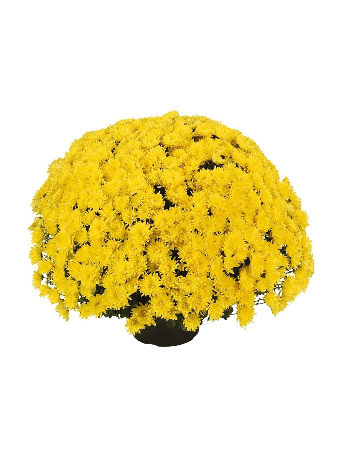 CRIZANTEMA AVALON YELLOW - T102