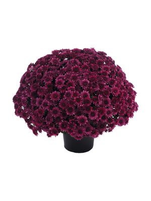 CRIZANTEMA AVALON PURPLE - T102