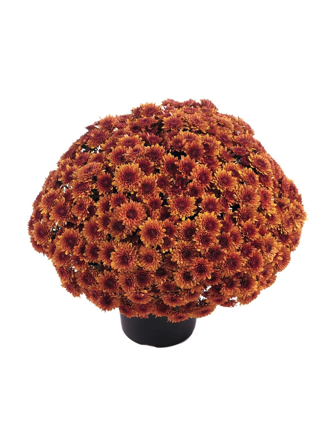 CRIZANTEMA AVALON ORANGE - T102